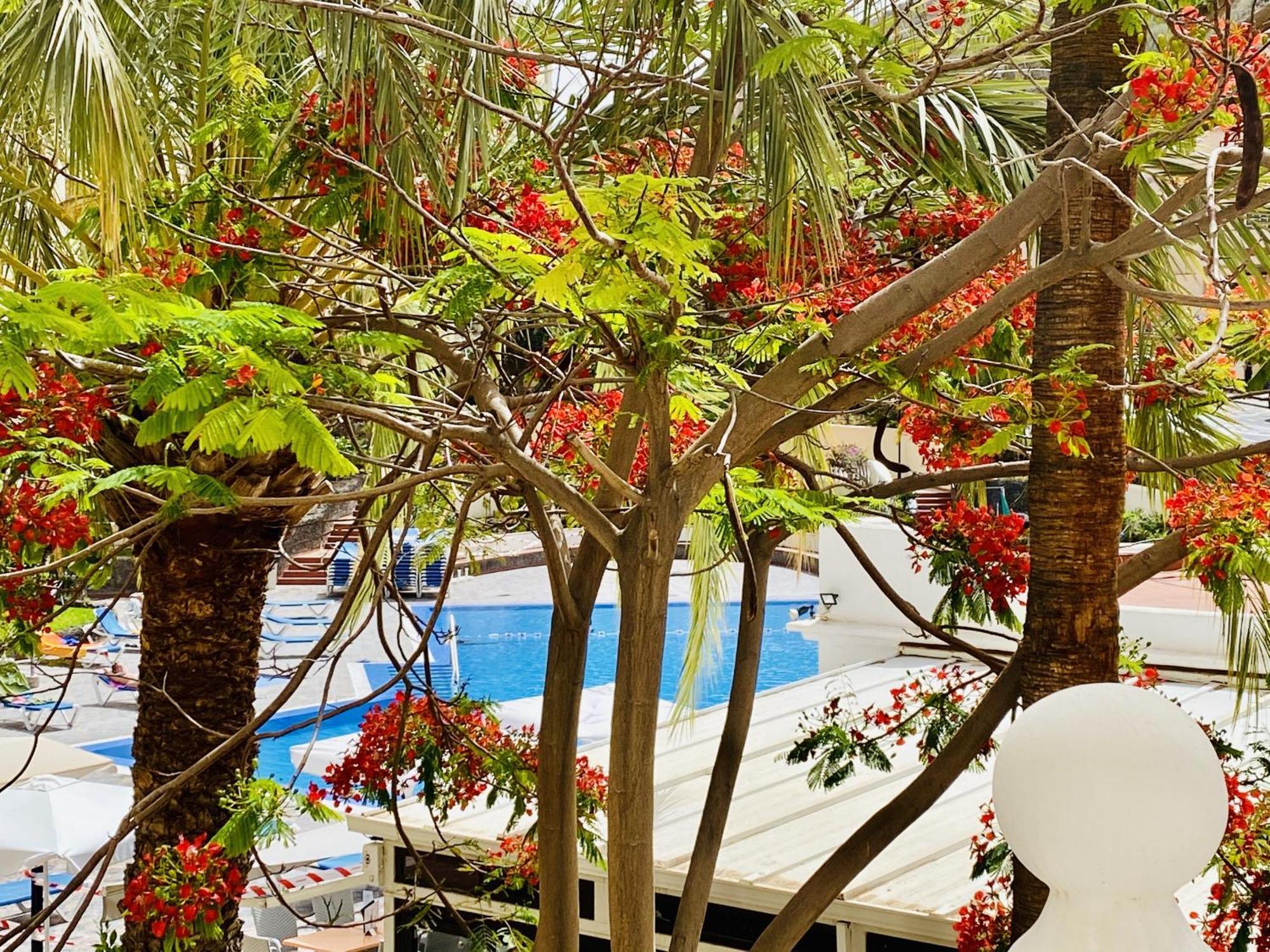 Castle Harbour Melanie'S Apartment By Lovetenerife لوس كريستيانوس المظهر الخارجي الصورة